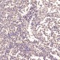 Anti-GAPDH Rabbit Monoclonal Antibody